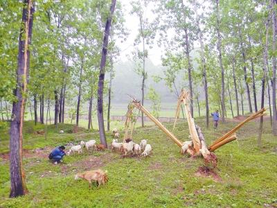 駐馬店大楊樹被響雷攔腰折斷 劈成三大“瓣”